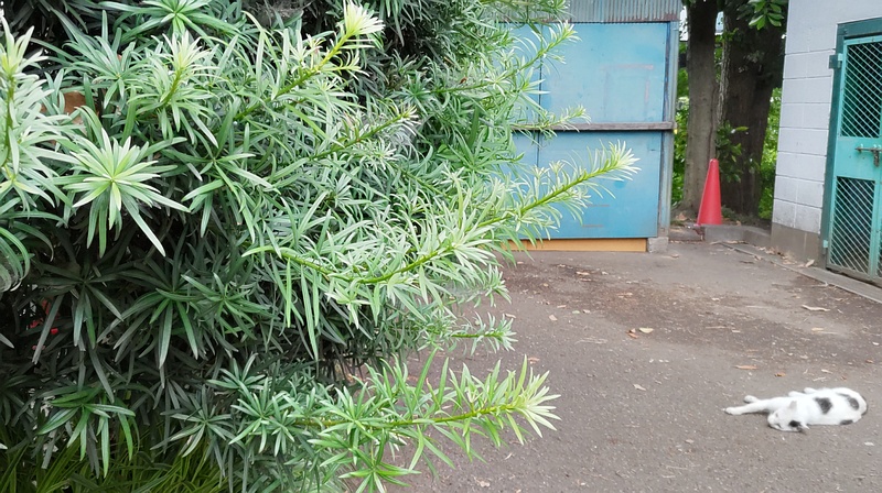 イヌマキと野良猫 東京都大田区平和の森公園