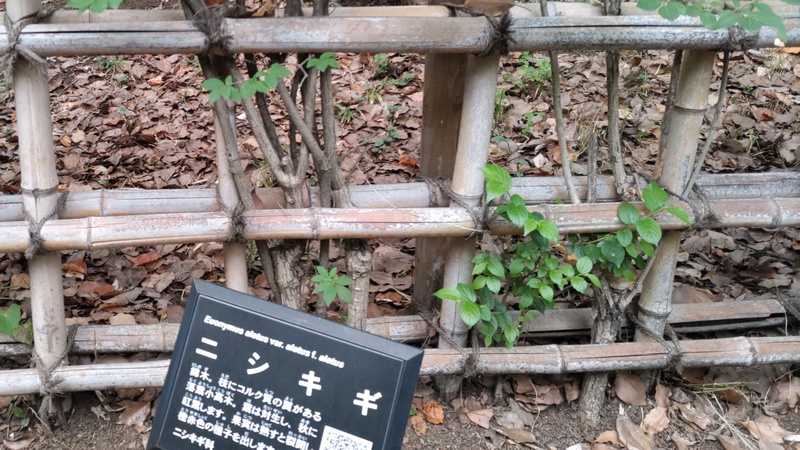 ニシキギ 東京都大田区平和の森公園