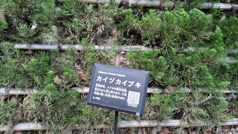 カイヅカイブキの名札 東京都大田区平和の森公園