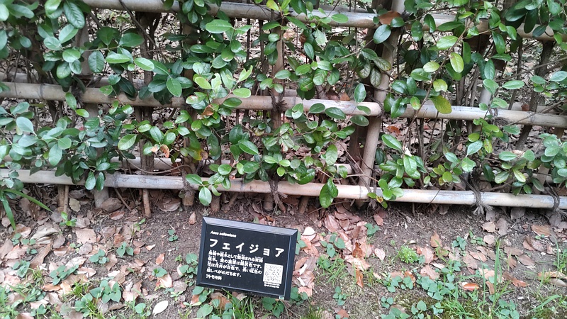 フェイジョアの名札 東京都大田区平和の森公園
