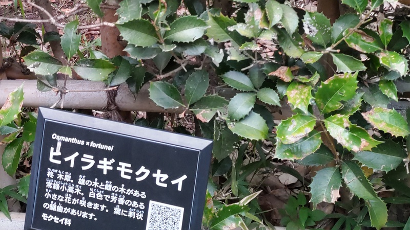 ヒイラギモクセイの名札 東京都大田区平和の森公園