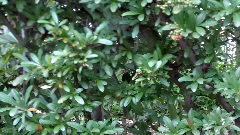 タチバナモドキ 東京都大田区平和の森公園