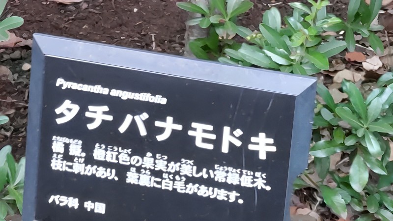 タチバナモドキの名札 東京都大田区平和の森公園