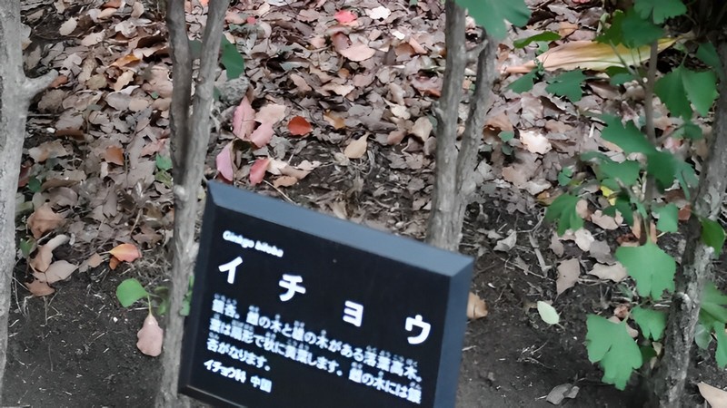 イチョウの名札 東京都大田区平和の森公園