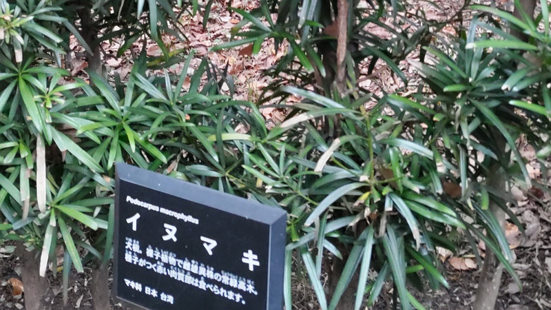 イヌマキの名札 東京都大田区平和の森公園