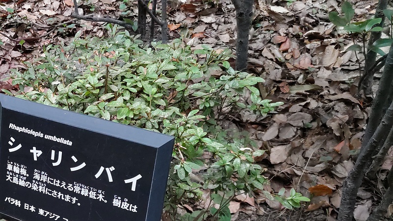 シャリンバイの名札 東京都大田区平和の森公園