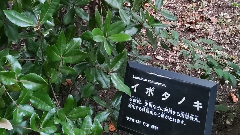 イボタノキの名札 東京都大田区平和の森公園