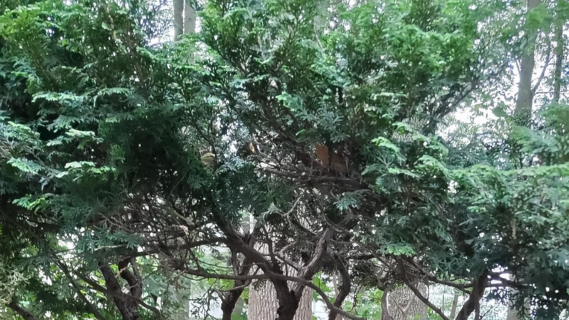 チャボヒバの名札 東京都大田区平和の森公園