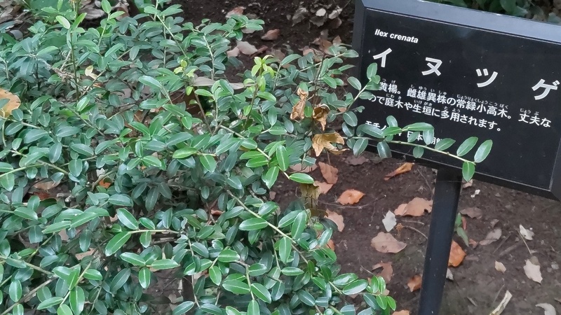 イヌツゲ 東京都大田区平和の森公園