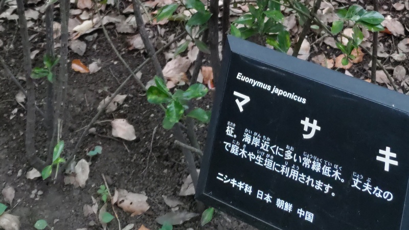 マサキ 東京都大田区平和の森公園