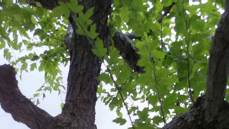 ノカイドウ 東京都大田区平和の森公園