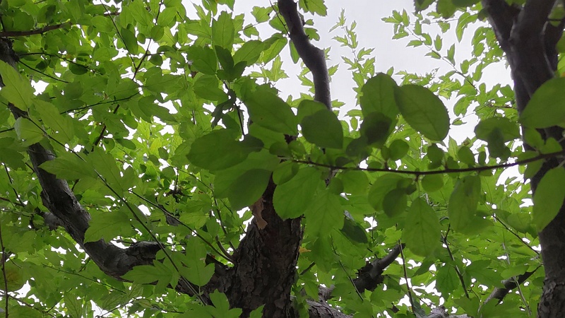 ノカイドウ 東京都大田区平和の森公園