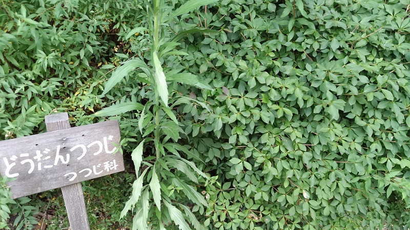 ドウダンツツジの名札、ユキヤナギ、ヒメムカシヨモギ 東京都大田区平和の森公園