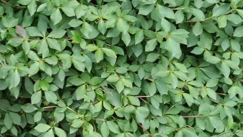 ドウダンツツジ 東京都大田区平和の森公園