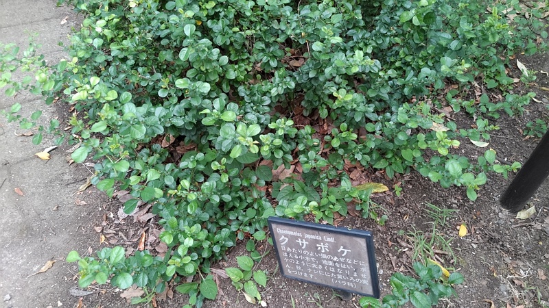 クサボケの名札 東京都大田区平和の森公園
