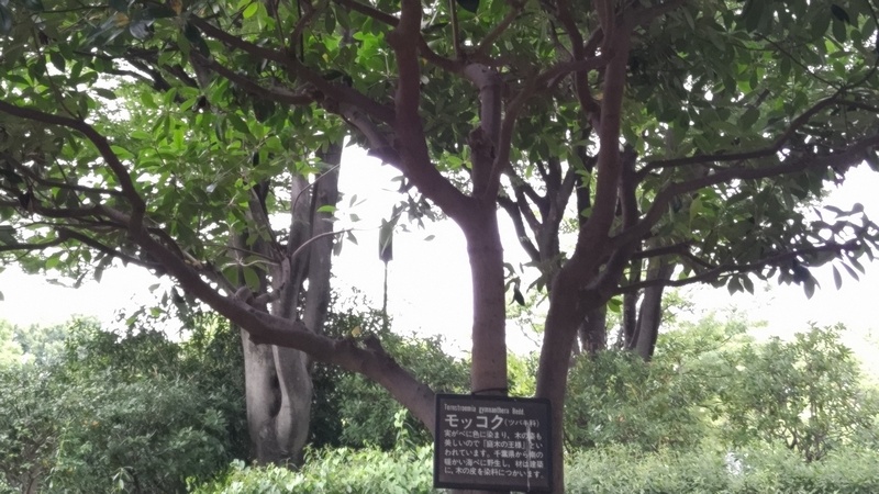 モッコクの名札 東京都大田区平和の森公園