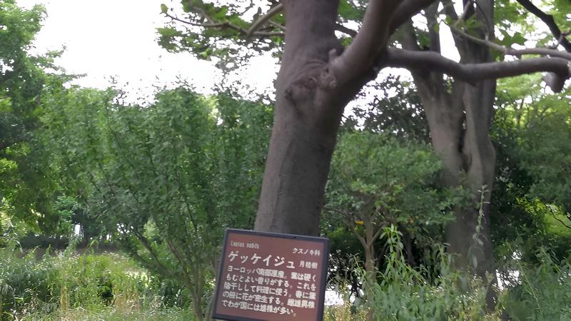 みどりの縁側のゲッケイジュ 東京都大田区平和の森公園