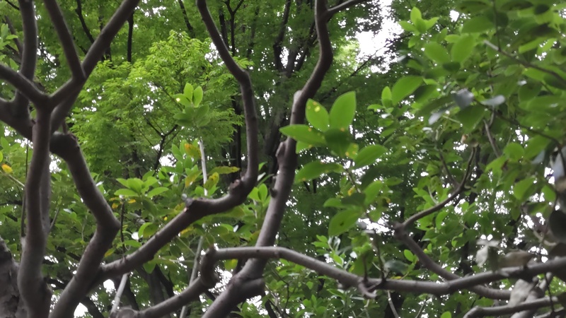 みどりの縁側のゲッケイジュ 東京都大田区平和の森公園