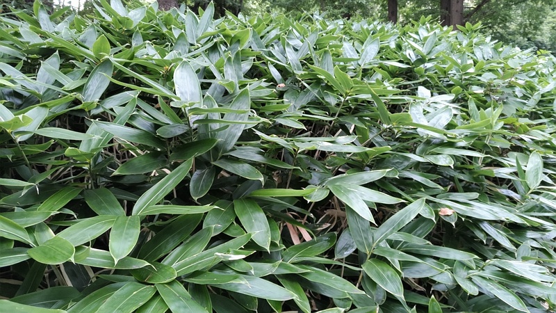 クマザサ 東京都大田区平和の森公園