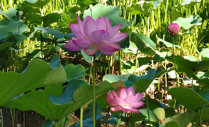ハスの花 東京都大田区平和の森公園