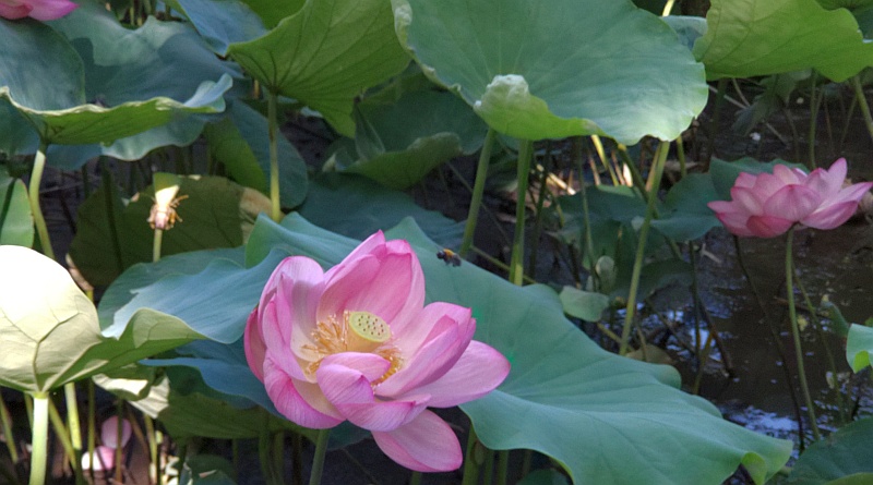 蓮池 東京都大田区平和の森公園