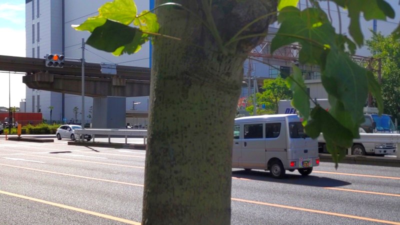 アオギリの樹皮 東京都大田区平和島