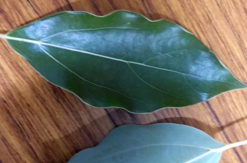 クスノキの葉 東京都大田区東海