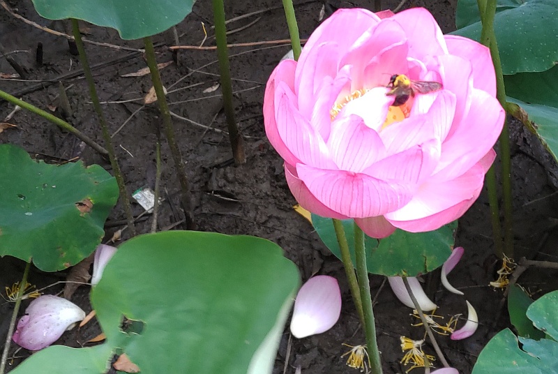 ハスとキムネクマバチ 東京都大田区平和の森公園