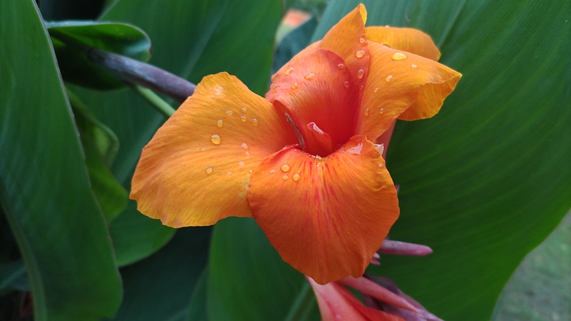 カンナ 東京都大田区平和島公園