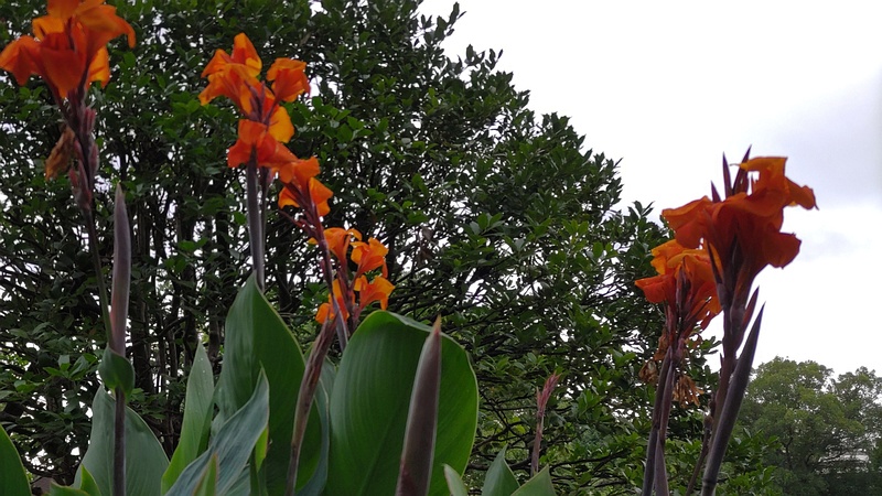 カンナ 東京都大田区平和島公園
