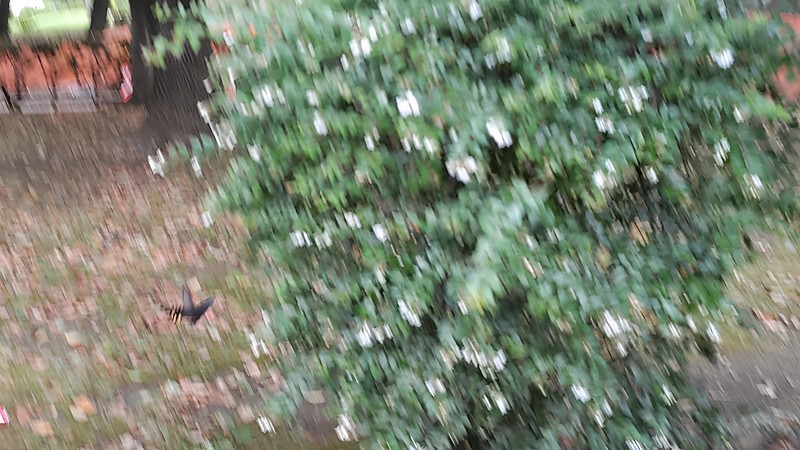 アベリアとジャコウアゲハ 東京都大田区平和島公園