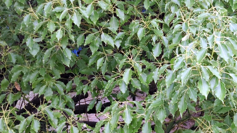 クスノキの若い果実 東京都大田区平和島公園