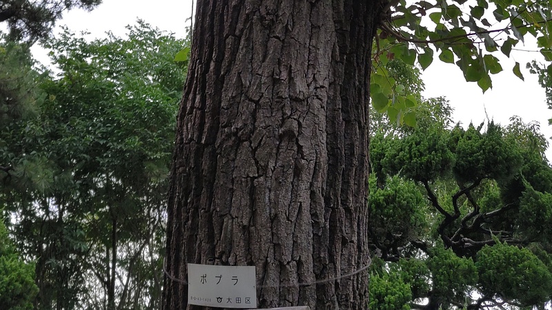 ポプラの名札 東京都大田区平和島公園