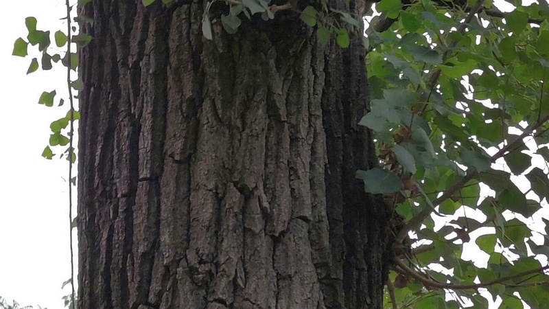 ポプラ 東京都大田区平和島公園