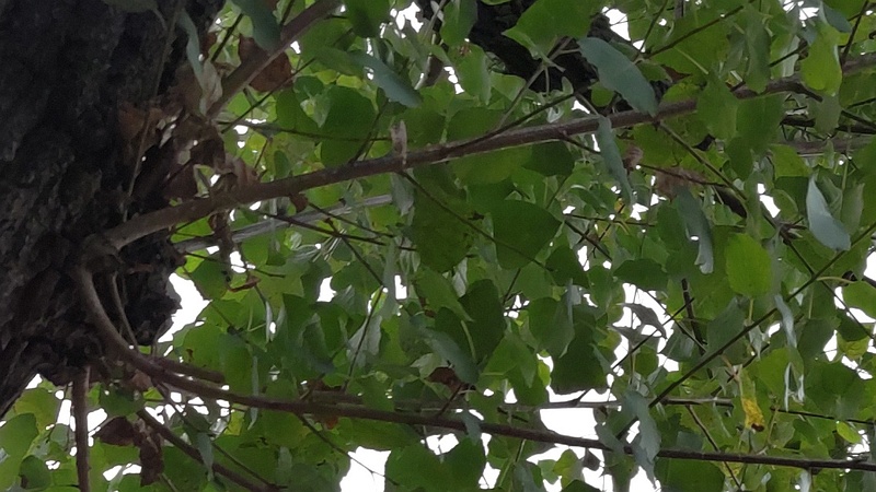 ポプラ 東京都大田区平和島公園