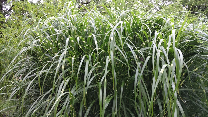 タカノハススキ 東京都大田区平和島公園