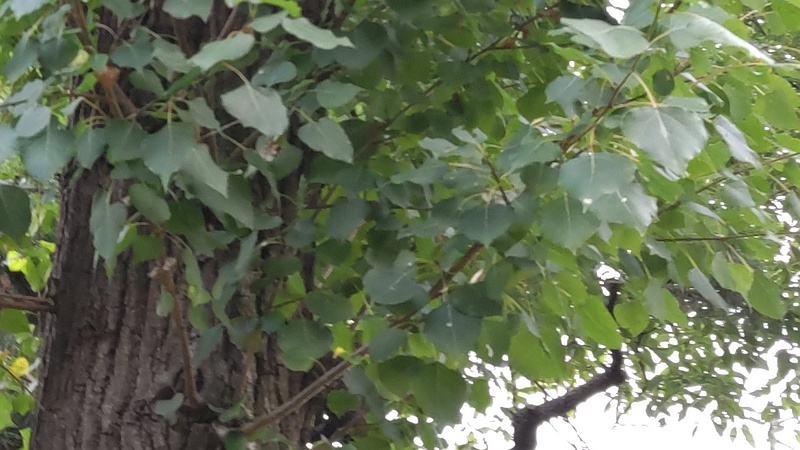 ポプラ 東京都大田区平和島公園