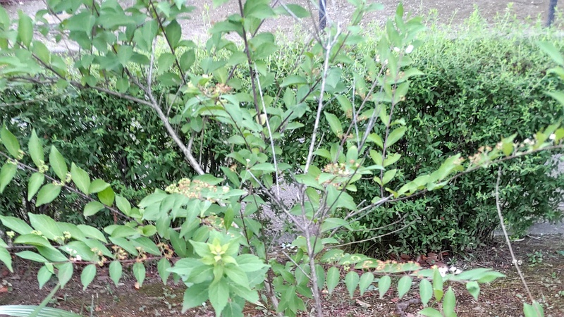 コムラサキの花 東京都大田区平和島公園