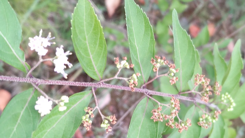 コムラサキの花 東京都大田区平和島公園