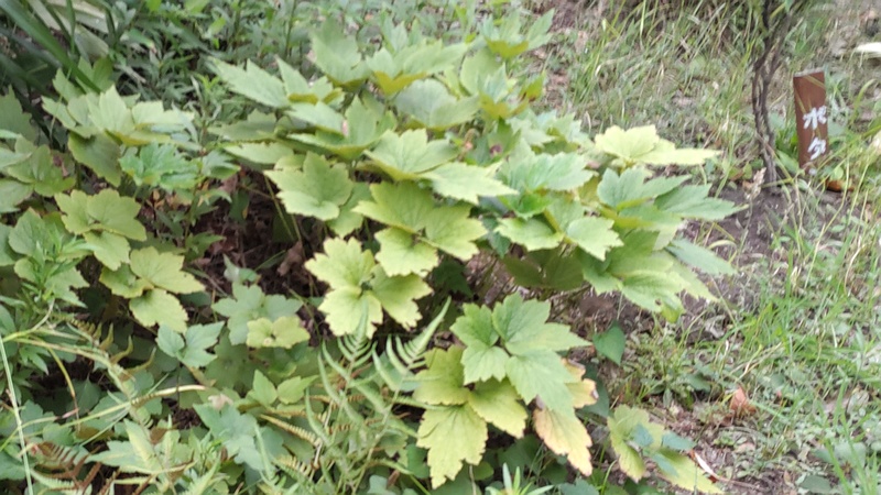 ボタン 東京都大田区平和島公園