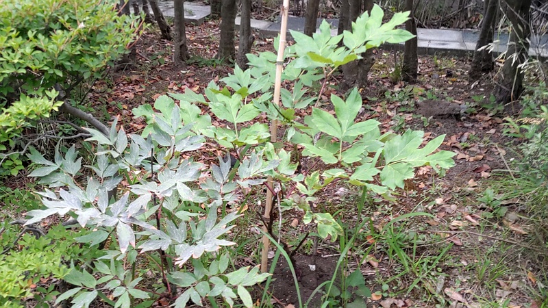 ボタン 東京都大田区平和島公園