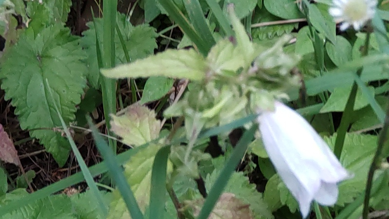 ホタルブクロ 東京都大田区平和島公園