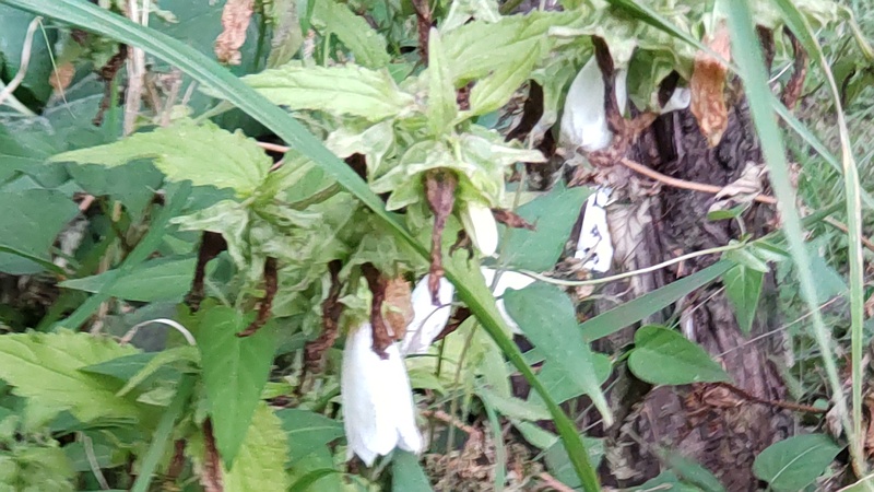 ホタルブクロ 東京都大田区平和島公園