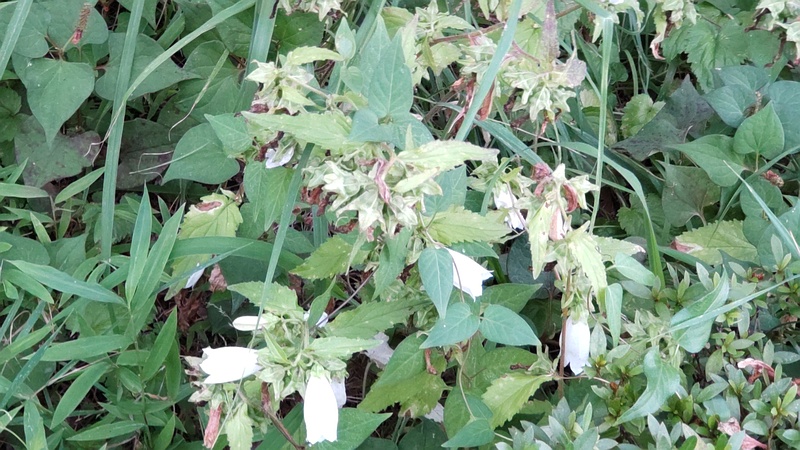 ホタルブクロ 東京都大田区平和島公園