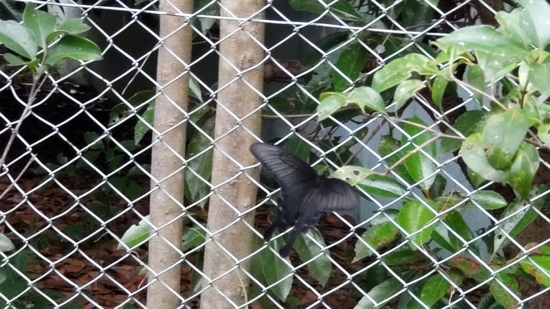 サザンカに留まるジャコウアゲハ 東京都大田区平和島公園