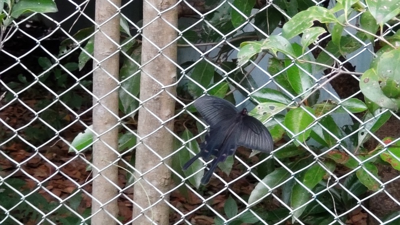 サザンカに留まるジャコウアゲハ 東京都大田区平和島公園