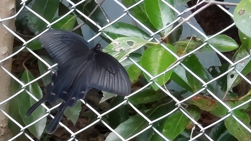 サザンカに留まるジャコウアゲハ 東京都大田区平和島公園