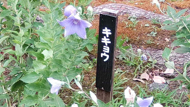 キキョウの花と蕾 東京都大田区平和島公園