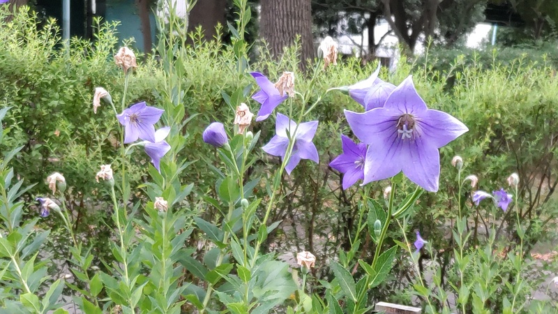 キキョウの花と花後 東京都大田区平和島公園
