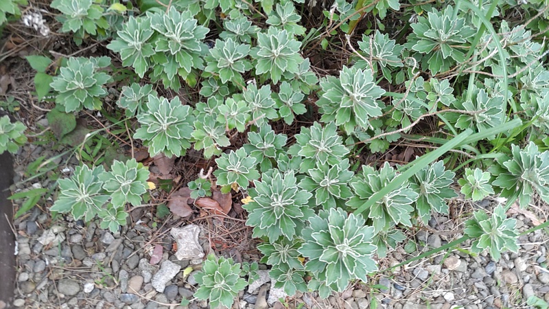 イソギク 東京都大田区平和島公園